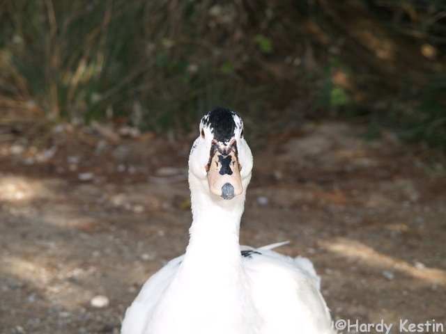 Auge in Auge mit der Gans