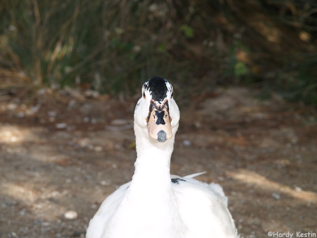 Auge in Auge mit der Gans