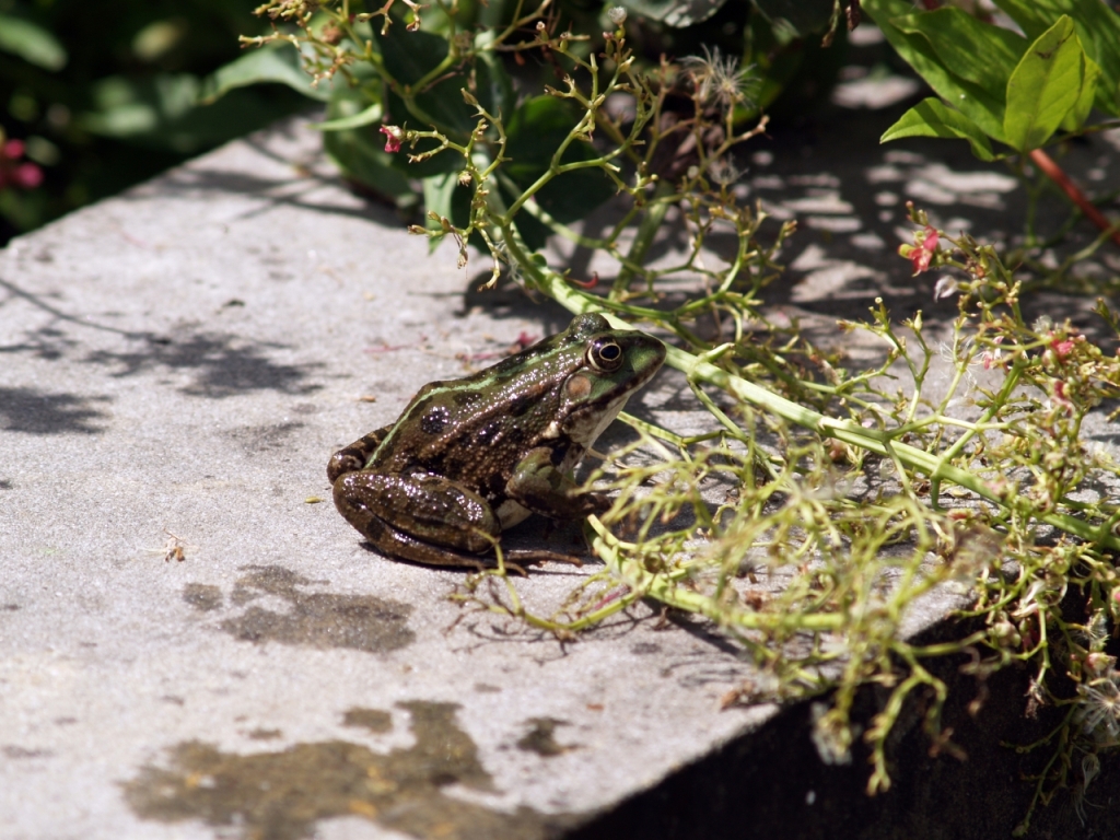 frosch3