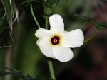 hibiscus2