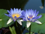 see2