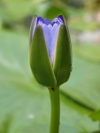 see3