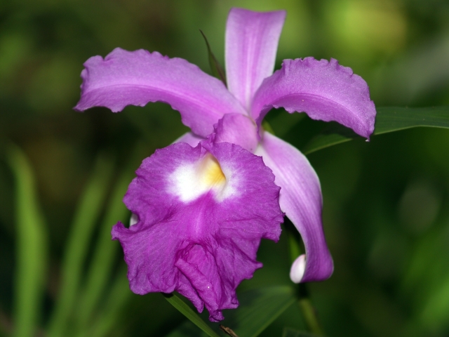 sobralia1