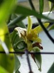 vanilla1