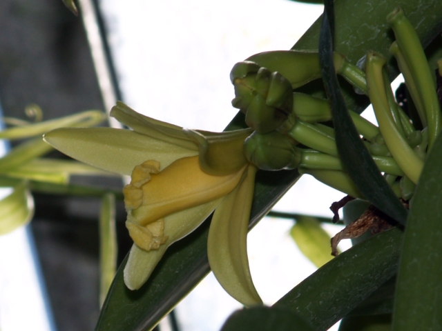 vanilla3a