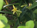 vanilla4