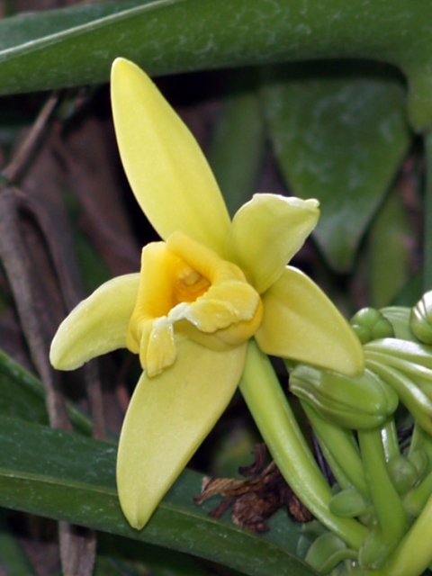vanilla4a