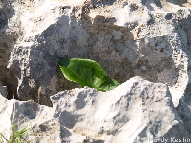 Grünes Blatt im Felsen