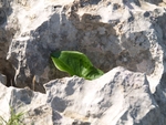 Grünes Blatt im Felsen